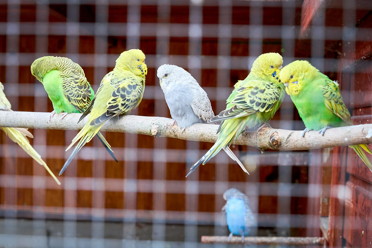 Wellensittiche auf einem Ast in einem großen Käfig